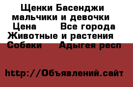 Щенки Басенджи ,мальчики и девочки › Цена ­ 1 - Все города Животные и растения » Собаки   . Адыгея респ.